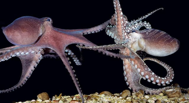 Nature Trivia Question: What is the name for a female octopus?