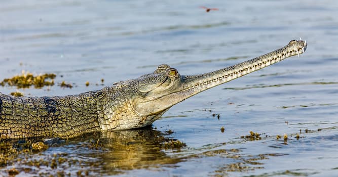 Nature Trivia Question: What is the only thing gharials leave the water for?