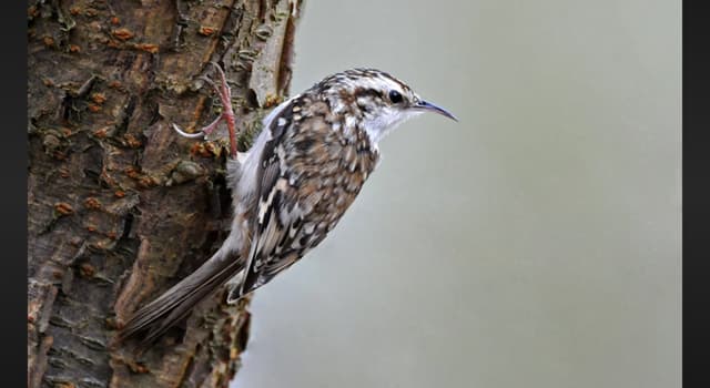 Natuur Trivia Vraag: Welke soort vogel staat op de foto?