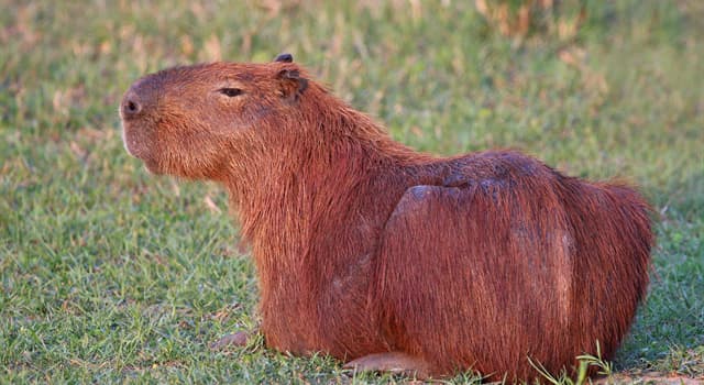 Natuur Trivia Vraag: Welk type dier wordt op de foto getoond?