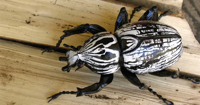 Nature Trivia Question: Which beetle is one of the largest insects on Earth?