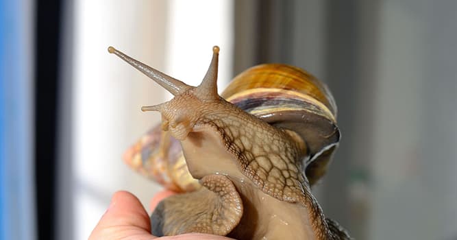Nature Trivia Question: Which continent is this large land snail native to?