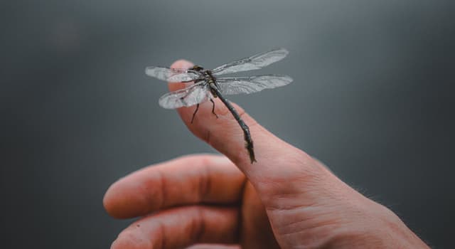 Natuur Trivia Vraag: Welk land beschouwt de libel als een seizoensgebonden symbool dat de herfst voorstelt?