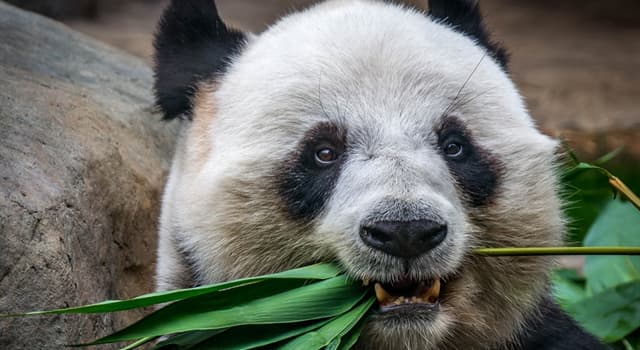 Natuur Trivia Vraag: Wat is een uniek kenmerk van de vrouwelijke reuzenpanda?