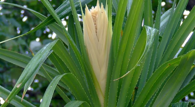 Natuur Trivia Vraag: Welke bloem is op de foto te zien?