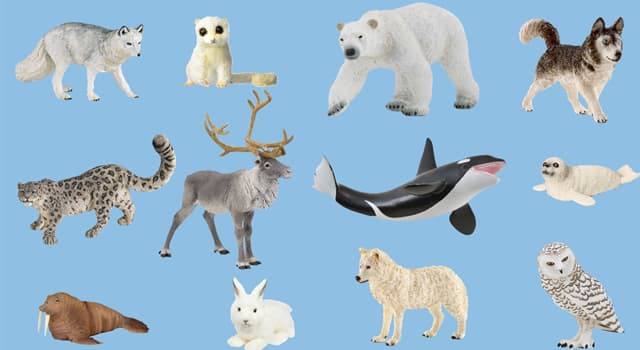 Which of these animals is the only... | Trivia Questions | QuizzClub