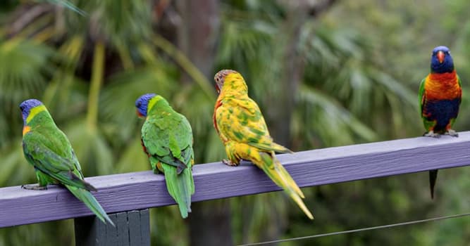 Natuur Trivia Vraag: Welke van deze vogels is in staat om natuurlijke en kunstmatige geluiden na te bootsen?