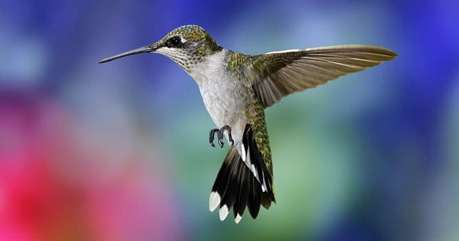 Nature Trivia Question: Which of these do hummingbirds eat?
