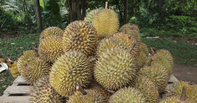 Natuur Trivia Vraag: Waarom is het fruit doerian in het openbaar vervoer in Singapore verboden?