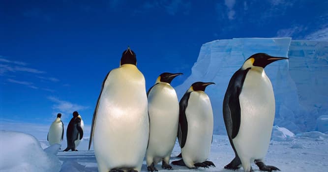 Naturaleza Pregunta Trivia: ¿Cómo permanecen calientes los pingüinos emperadores?