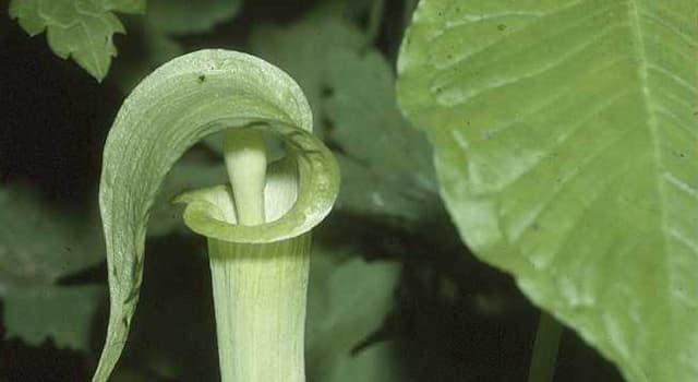 Doğa Trivia Sorusu: Arisaema triphyllum'un yaygın adı nedir?