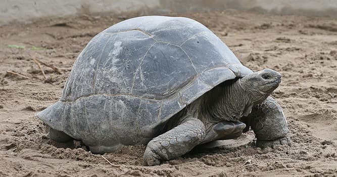 natura Pytanie-Ciekawostka: Czym jest karapaks u żółwi?