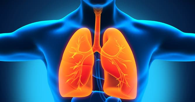 Science Question: Dans le corps humain, les poumons permettent d'éliminer quel gaz ?