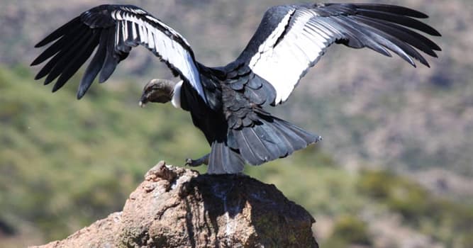 Naturaleza Pregunta Trivia: ¿De qué se alimenta el cóndor andino?