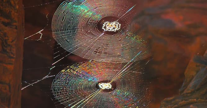 Nature Question: De quoi est composée la toile d’araignée ?