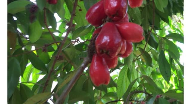 Naturaleza Pregunta Trivia: ¿En qué clima crece el árbol de manzana de agua (syzygium mallaccense)?