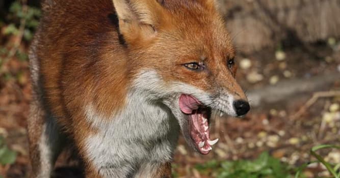 Natuur Trivia Vraag: Zwitserland heeft jarenlang de populatie hondsdolle vossen onder controle gebracht door middel van?