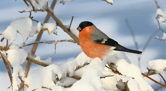 Natuur Trivia Vraag: Tot welke vogelfamilie behoort de goudvink?