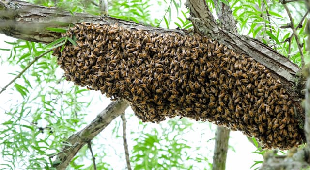 Naturaleza Pregunta Trivia: ¿Cómo se llama un grupo organizado de abejas?