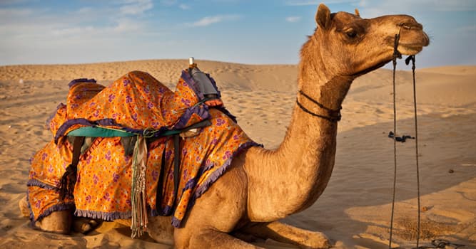 Naturaleza Pregunta Trivia: ¿Cuál de los siguientes animales no es un miembro de la familia de los camellos?