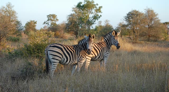 Aardrijkskunde Trivia Vraag: In welk land ligt het nationaal park Kruger?