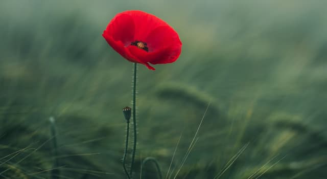 Cultuur Trivia Vraag: Klaprozen worden al lang gebruikt als symbool van welke van de genoemde opties?