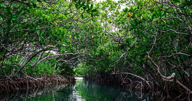 Natureza Pergunta Trivial: Qual das alternativas é um ecossistema em água salina ou salobra costeira?