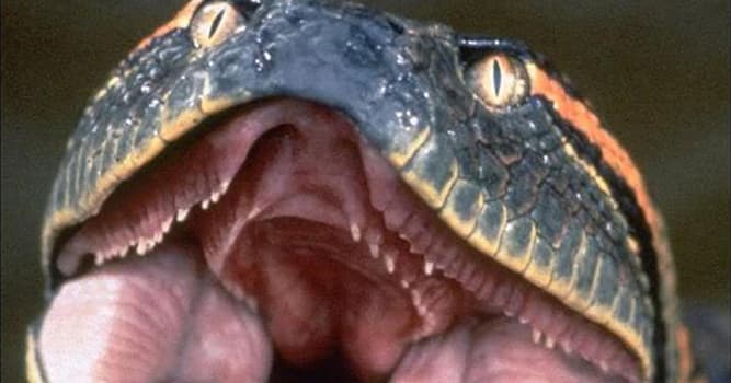 Natureza Pergunta Trivial: Qual é o animal mais forte do mundo?