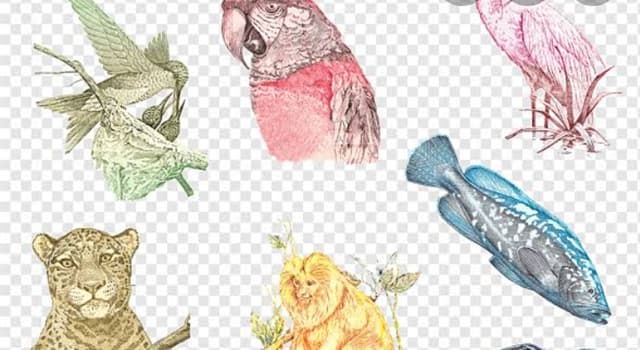 Sociedade Pergunta Trivial: Qual o animal impresso na nota de 200 reais?