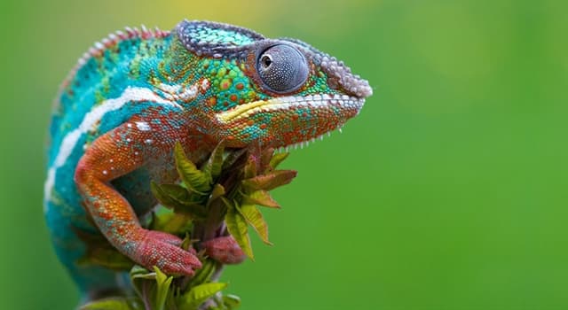 Naturaleza Pregunta Trivia: ¿Qué significa el nombre "camaleón"?