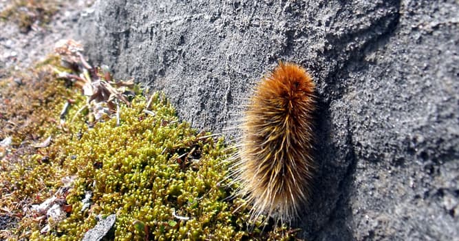 Nature Trivia Question: The arctic woolly bear moth's caterpillar life cycle may extend up to how many years?