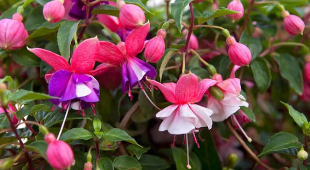 Natuur Trivia Vraag: De fuchsia is vernoemd naar een Duitser die beroemd was in welk vakgebied?