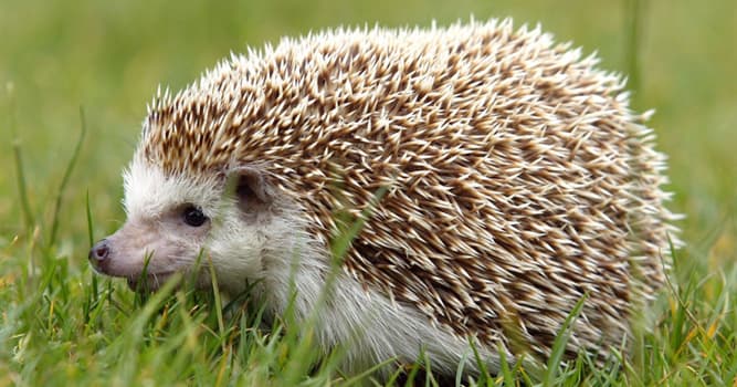Nature Trivia Question: There are no hedgehogs native to which country?