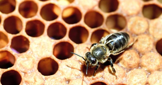 Natuur Trivia Vraag: Uit welk continent komt vermoedelijk de honingbij oorspronkelijk vandaan?