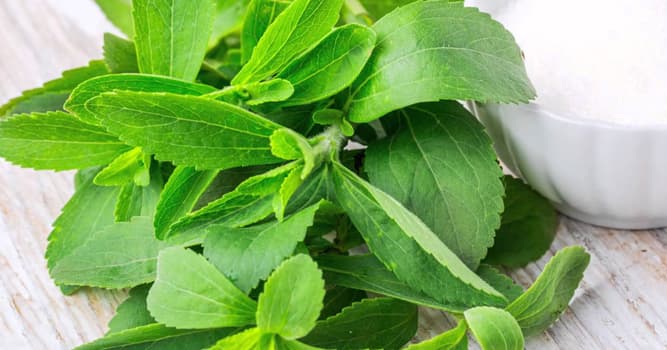 Natuur Trivia Vraag: Stevia wordt bij het koken veel gebruikt als welke van deze?