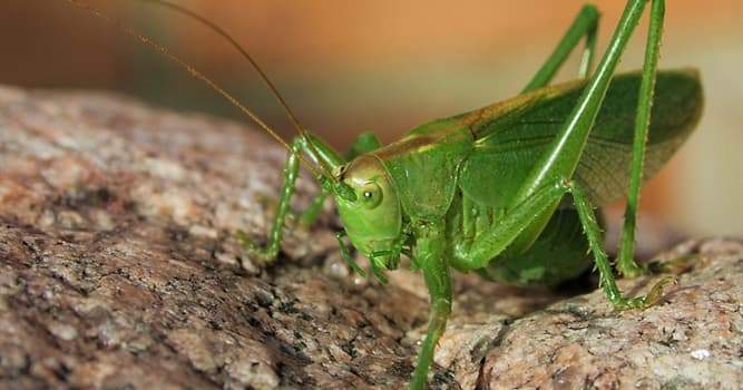 Natuur Trivia Vraag: Wat eten sprinkhanen?