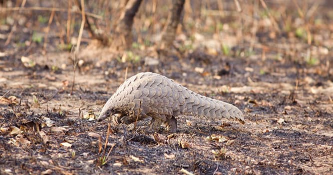 Natuur Trivia Vraag: Wat is de naam van dit vaak verhandeld wild zoogdier?