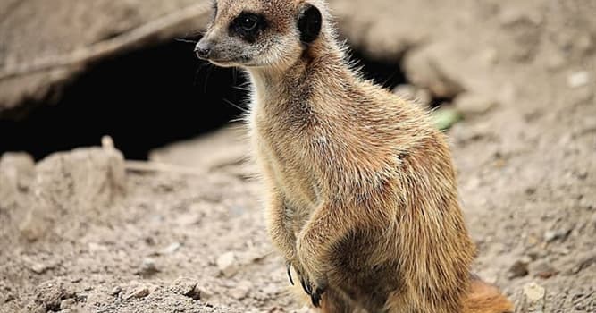 Natuur Trivia Vraag: Welke dieren roepen elkaar bij naam?