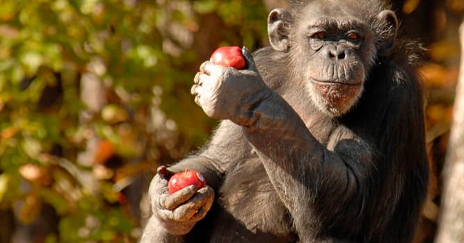 Natuur Trivia Vraag: Welke van onderstaande wordt gegeten door een aap?