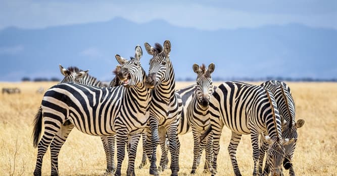 Natuur Trivia Vraag: Steppezebra's zijn zeer afhankelijk van wat?