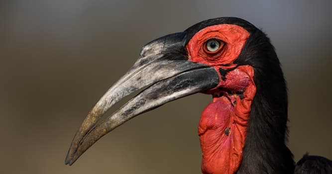Nature Trivia Question: What do southern ground hornbills feed on?