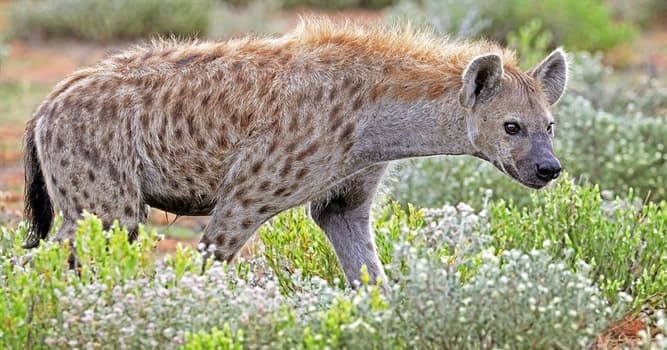 Natuur Trivia Vraag: Hoe noem je een groep hyena's?