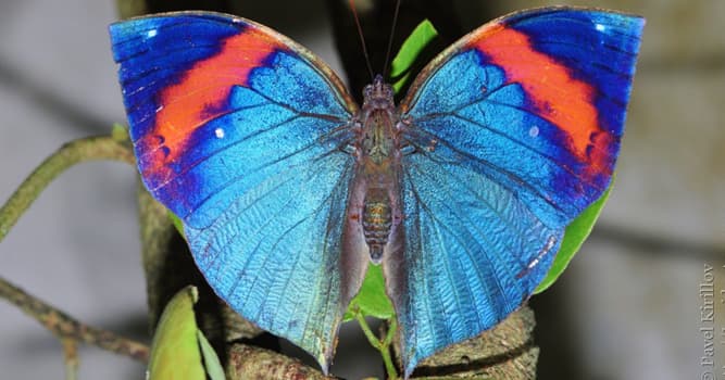 Natuur Trivia Vraag: Waar lijkt de vlinder Kallima inachus op als zijn vleugels gesloten zijn?