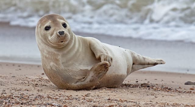 What is a female seal called? | Trivia Answers | QuizzClub