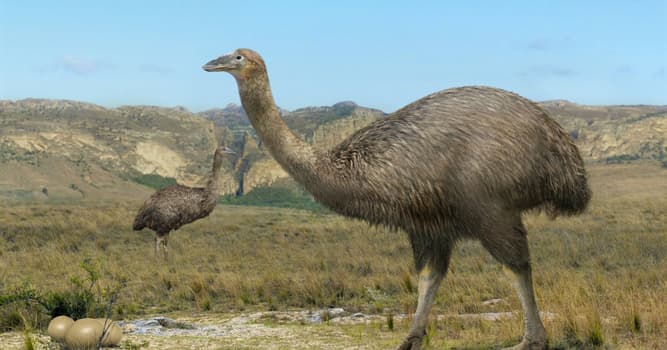 Nature Trivia Question: What is the name of an enormous flightless bird that once lived on the island of Madagascar?