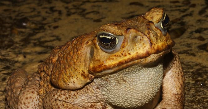 Nature Trivia Question: What is the world's largest toad?