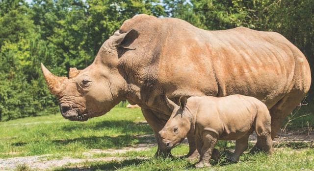 Society Trivia Question: What is the world's oldest continuously operating zoo?