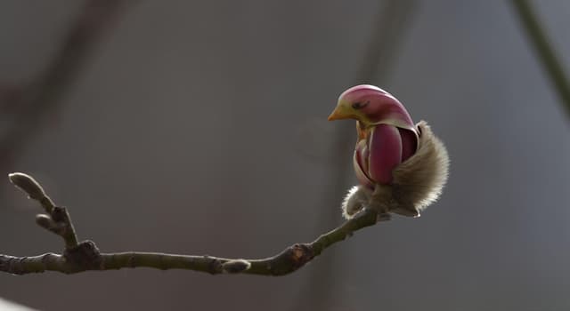 natura Pytanie-Ciekawostka: Co to jest?