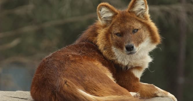 Nature Trivia Question: Where is the dhole native to?