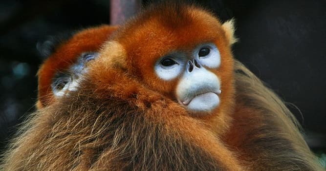 Nature Trivia Question: Where is the golden snub-nosed monkey native to?